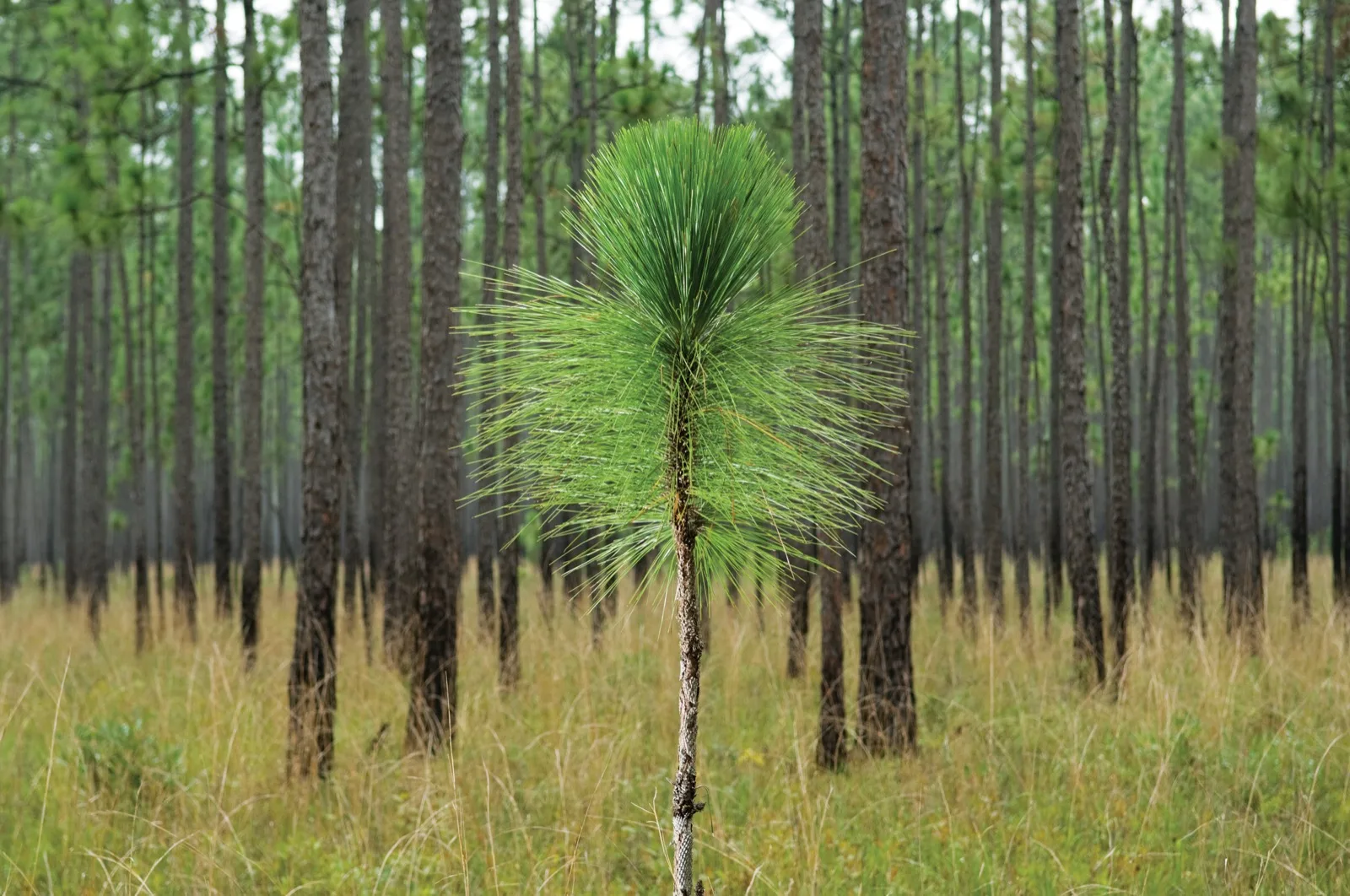 Young pine growing in an open pine stand